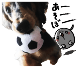 Shisyamo is my family. sticker #14201558