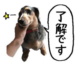 Shisyamo is my family. sticker #14201559