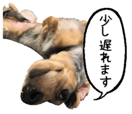 Shisyamo is my family. sticker #14201560