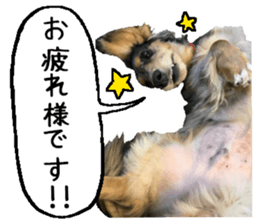 Shisyamo is my family. sticker #14201562