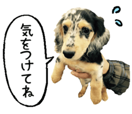 Shisyamo is my family. sticker #14201564