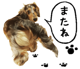 Shisyamo is my family. sticker #14201565