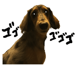 Shisyamo is my family. sticker #14201566