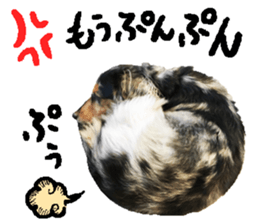 Shisyamo is my family. sticker #14201567