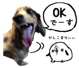 Shisyamo is my family. sticker #14201569