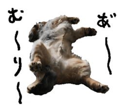 Shisyamo is my family. sticker #14201571