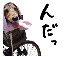 Shisyamo is my family. sticker #14201572