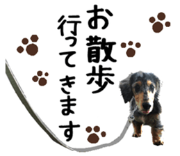 Shisyamo is my family. sticker #14201574