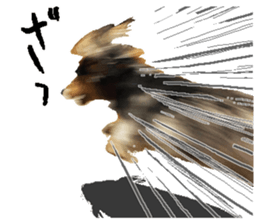 Shisyamo is my family. sticker #14201575