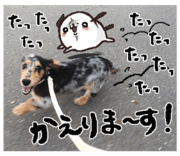 Shisyamo is my family. sticker #14201576