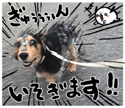 Shisyamo is my family. sticker #14201577