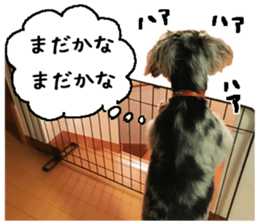 Shisyamo is my family. sticker #14201578