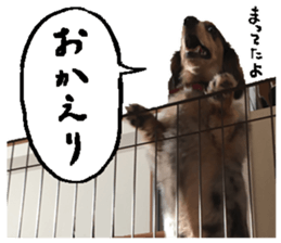 Shisyamo is my family. sticker #14201579