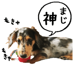 Shisyamo is my family. sticker #14201580