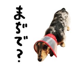 Shisyamo is my family. sticker #14201582