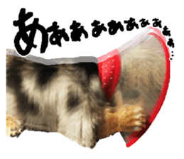 Shisyamo is my family. sticker #14201583