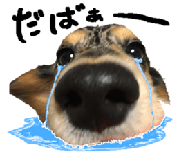 Shisyamo is my family. sticker #14201584