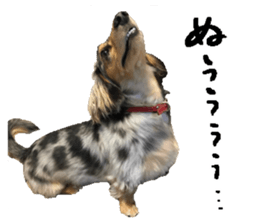 Shisyamo is my family. sticker #14201585