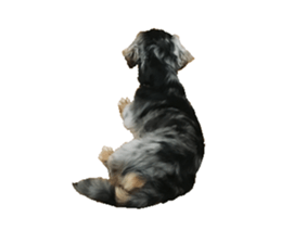 Shisyamo is my family. sticker #14201586