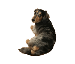 Shisyamo is my family. sticker #14201587