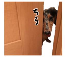 Shisyamo is my family. sticker #14201589