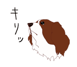 Candy of cavalier sticker #14201804