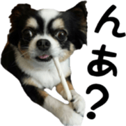 tyms sunbust sticker #14202008