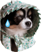 tyms sunbust sticker #14202011