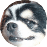 tyms sunbust sticker #14202015