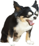 tyms sunbust sticker #14202017