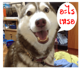 Maya Hushy sticker #14202024