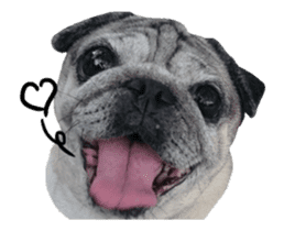 Pug-Make money (Animated Stickers) sticker #14203031