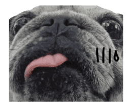 Pug-Make money (Animated Stickers) sticker #14203044