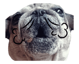 Pug-Make money (Animated Stickers) sticker #14203046