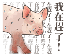 Pig daily life sticker #14205541