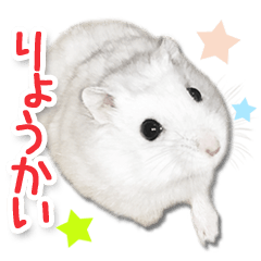 Djungarian hamster -Daifuku- Photo ver.1