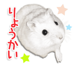 Djungarian hamster -Daifuku- Photo ver.1 sticker #14209526