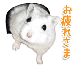 Djungarian hamster -Daifuku- Photo ver.1 sticker #14209527