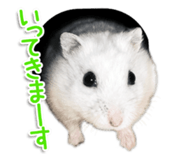 Djungarian hamster -Daifuku- Photo ver.1 sticker #14209528