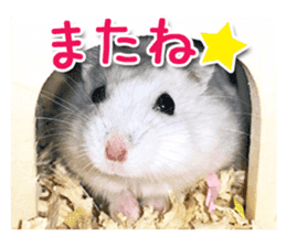 Djungarian hamster -Daifuku- Photo ver.1 sticker #14209529