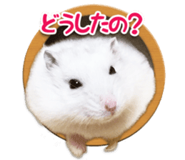 Djungarian hamster -Daifuku- Photo ver.1 sticker #14209530