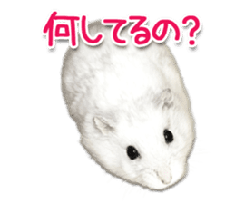 Djungarian hamster -Daifuku- Photo ver.1 sticker #14209531