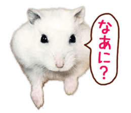 Djungarian hamster -Daifuku- Photo ver.1 sticker #14209532