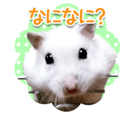 Djungarian hamster -Daifuku- Photo ver.1 sticker #14209533