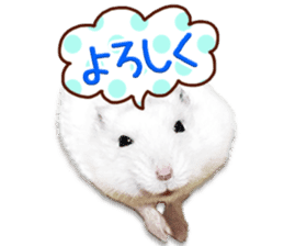 Djungarian hamster -Daifuku- Photo ver.1 sticker #14209534