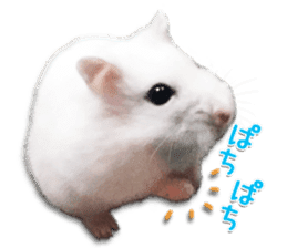 Djungarian hamster -Daifuku- Photo ver.1 sticker #14209535