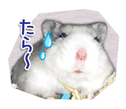 Djungarian hamster -Daifuku- Photo ver.1 sticker #14209536