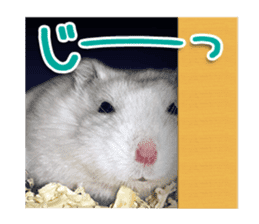 Djungarian hamster -Daifuku- Photo ver.1 sticker #14209538