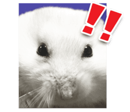 Djungarian hamster -Daifuku- Photo ver.1 sticker #14209539