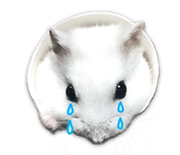 Djungarian hamster -Daifuku- Photo ver.1 sticker #14209540